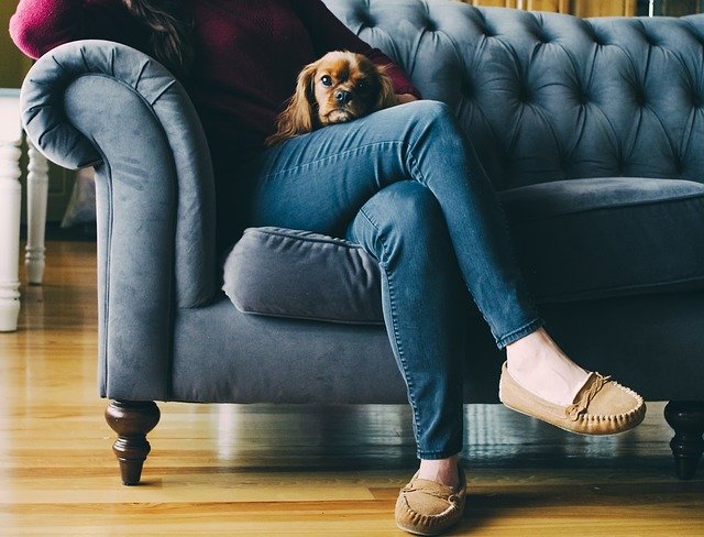 pet hair on couch, upholstery cleaning santa cruz