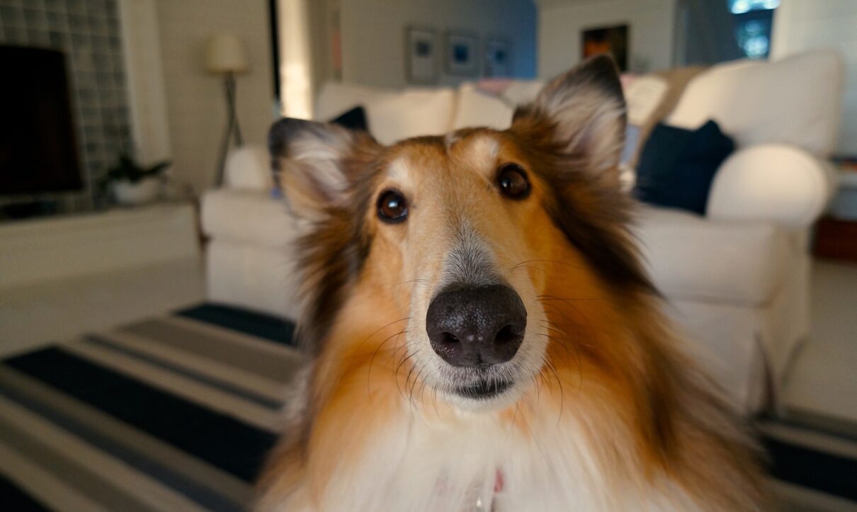 pet stains in carpet, professional carpet cleaning