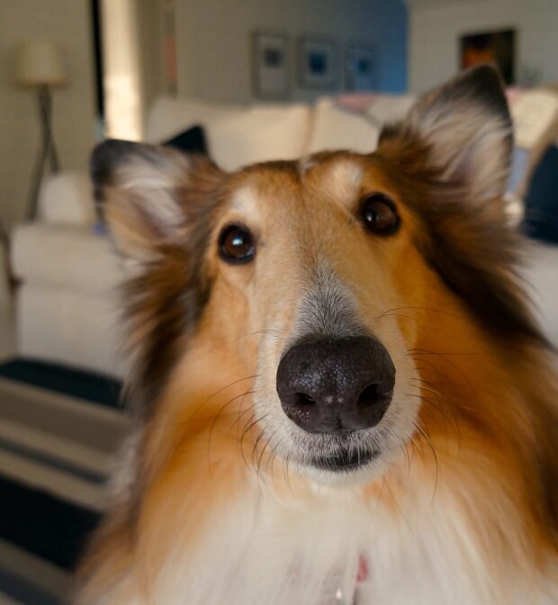 pet stains in carpet, professional carpet cleaning